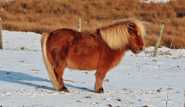 A Shetland pony in Shetland. Photo Credit