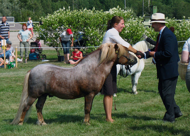 A 12-year-old strawberry roan Shetland pony stallion is being rewarded with Ist prize. Photo Credit