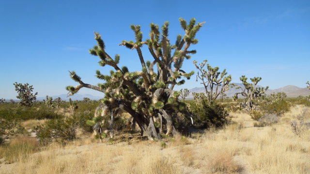 Joshua trees in the Mojave National Preserve. The preserve was established on October 31, 1994, with the passage of the California Desert Protection Act by the US Congress. Photo credit