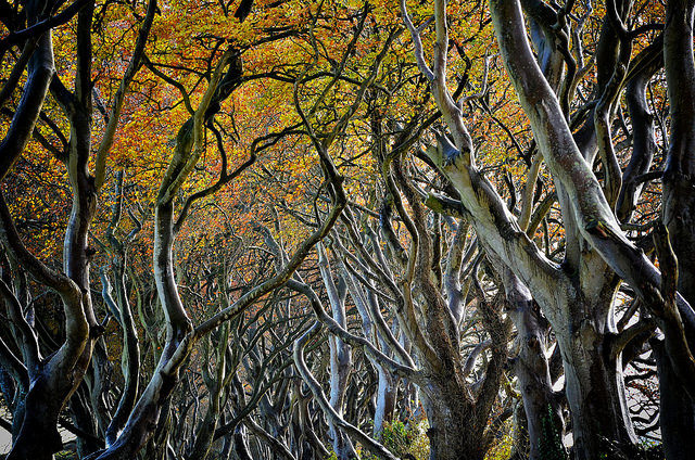 After a period of growth, the tree branches intertwined and formed an atmospheric tunnel – By chripell – CC BY-SA 2.0