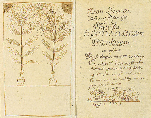 Pollination depicted in Carl Linnaeus’ Praeludia Sponsaliorum Plantarum (1729).