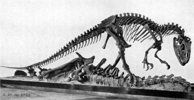 An almost complete Allosaurus skeleton discovered by Cope at Como Bluff in 1879