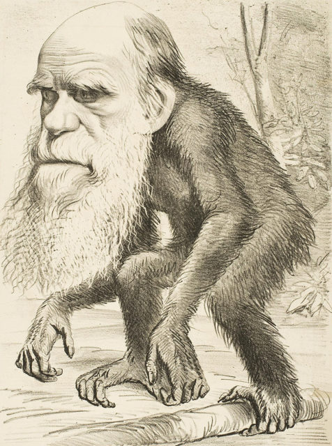 An 1871 caricature following the publication of The Descent of Man was typical of many showing Charles Darwin with an ape body, identifying him in popular culture as the leading author of evolutionary theory.