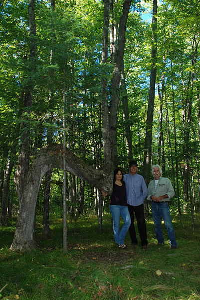 Trail Marker Tree in Michigan. – By Dennisdownes – CC BY-SA 3.0
