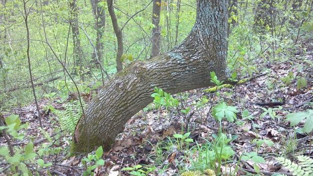 Trail tree. Photo Credit