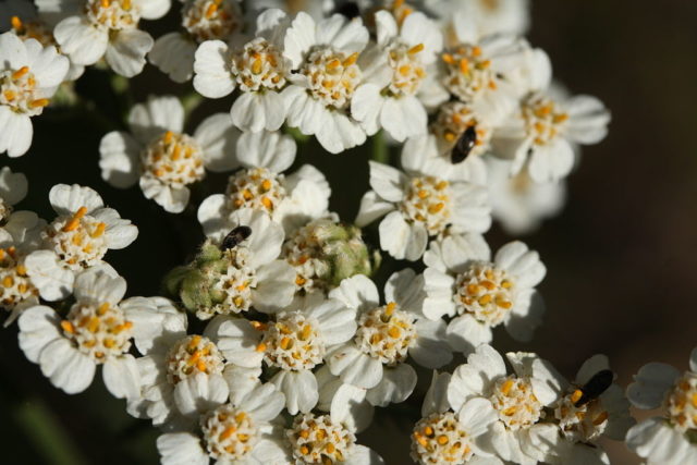 Clusters of 15 to 40 tiny disk flowers surrounded by three to eight white to pink ray flowers are, in turn, arranged in a flat-topped inflorescence (Wenatchee Mountains, Washington). Photo Credit