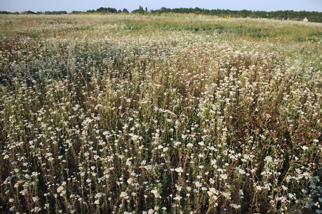 Field of Yarrow in Russia. Photo Credit