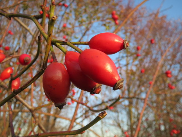 Fruits of the ”Rosa canina”. Photo Credit