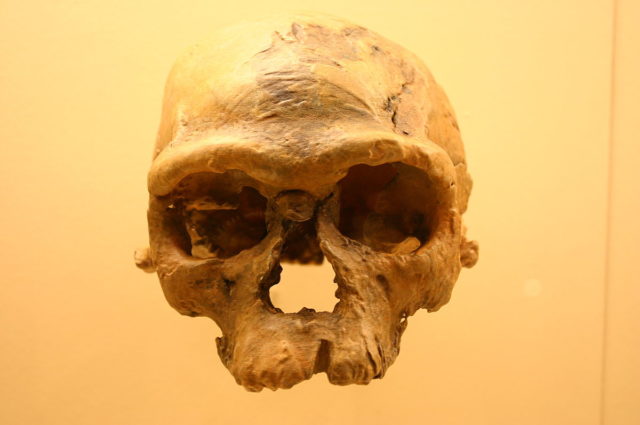 Jebel Irhoud 1 (Homo Sapiens), taken at the David H. Koch Hall of Human Origins at the Smithsonian Natural History Museum. Author: Ryan Somma CC BY-SA 2.0