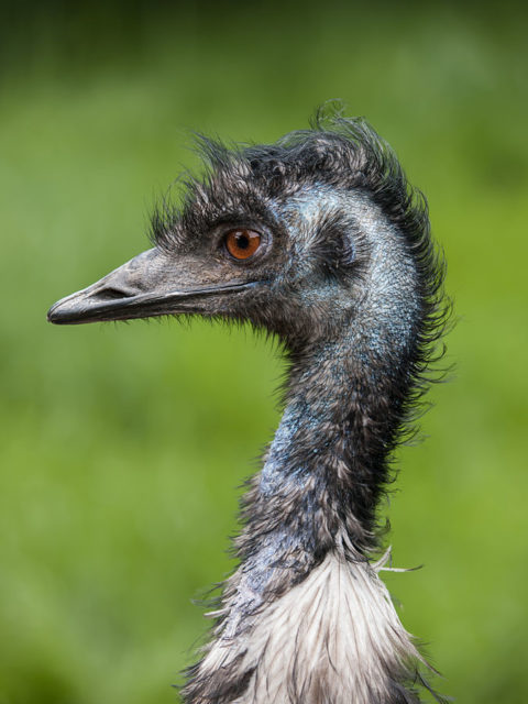 Emu head and upper neck, Photo by William Warby – Flickr / CC-BY 2.0
