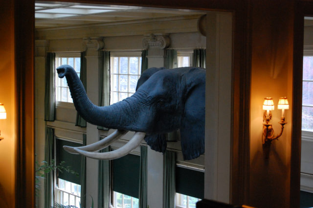 Elephant Trunk (George Eastman House) Author: Arnob1_1998. CC by 2.0