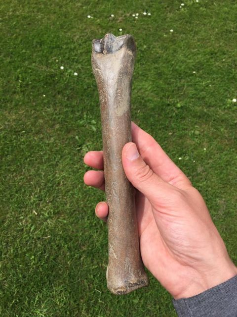 Ice Age deer leg bone, found on the Thames foreshore by James. Author: Lara Maiklem.