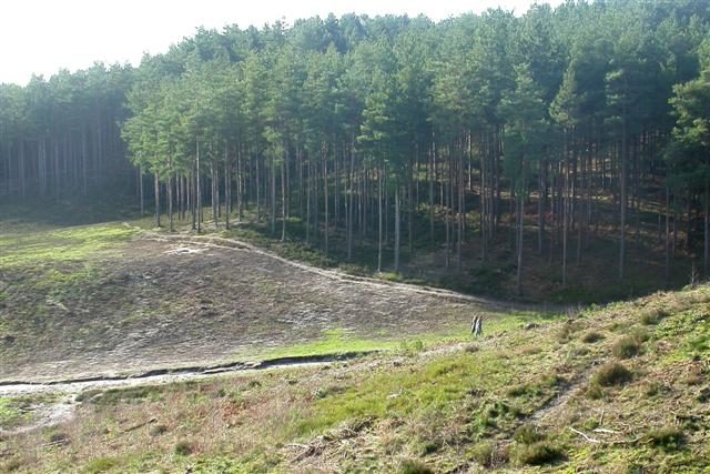 Bourne Wood is an area of predominantly coniferous woodland in Alice Holt Forest. The picture show the actual place of the opening sequence of the movie “Gladiator” Photo Credit