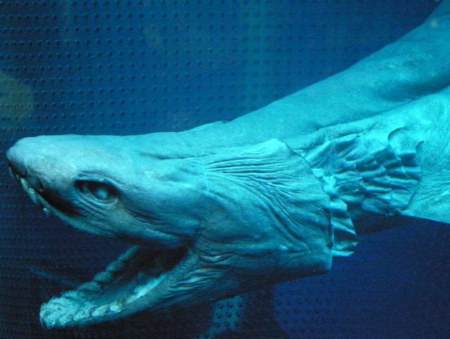Preserved sample of frilled shark, showing its terminally positioned jaws on the photo. With its strange appearance and eel-like body, the frilled shark has long been associated to the mythical sea serpent and is also dubbed as a “living fossil” Photo by: OpenCage, CC BY-SA 2.5
