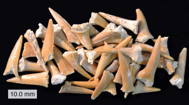 A collection of Cretaceous shark teeth (mostly Scapanorynchus), more exactly from the Menuha Formation (Upper Cretaceous) of southern Israel. Photo by Wilson44691, CC BY-SA 3.0