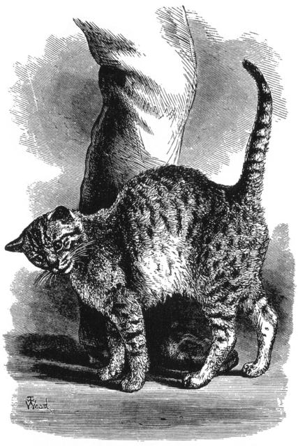 Figure 10 from Charles Darwin’s “The Expression of the Emotions in Man and Animals,” published in 1872. Caption reads “FIG. 10.—Cat in an affectionate frame of mind, by Mr. Wood.”