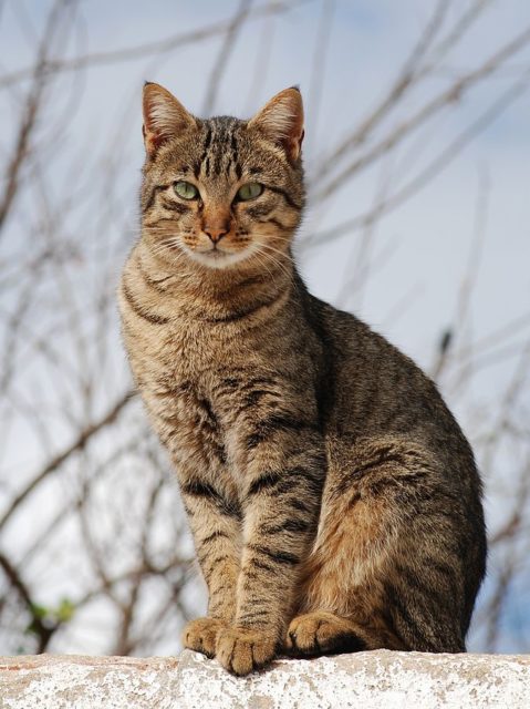 A nice looking young male tabby cat. This one is Portuguese. Author: Alvesgaspar, CC BY-SA 3.0