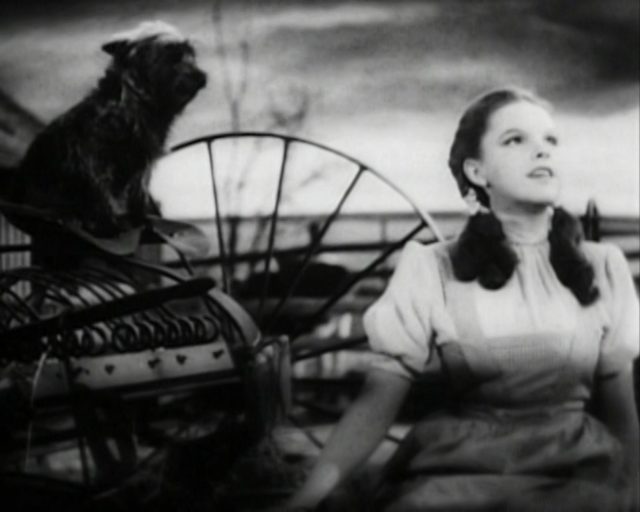 Screenshot of Judy Garland performing “Over the Rainbow,” with Terry next to her as Toto