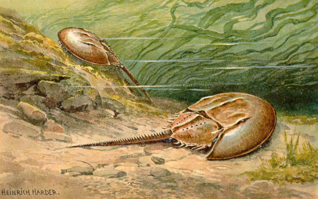 Horseshoe crab portrayal in painting, done by Heinrich Harder, c. 1916