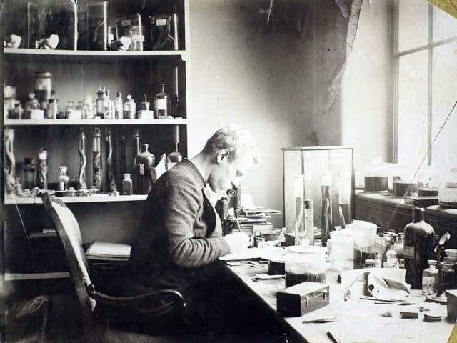 Nansen at work in the laboratory of the Bergen Museum