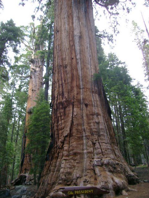 The President Tree is part of the Giant Forest in California