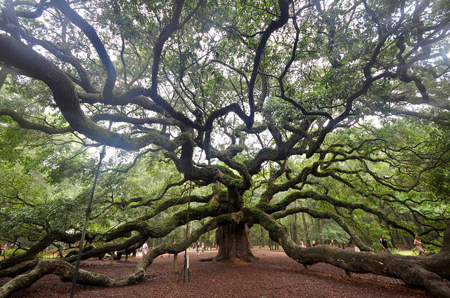 The Angel Oak is one of the most beautiful and significant features of Johns Island. Photo by Greg Walters, CC BY 2.0 / Flickr.