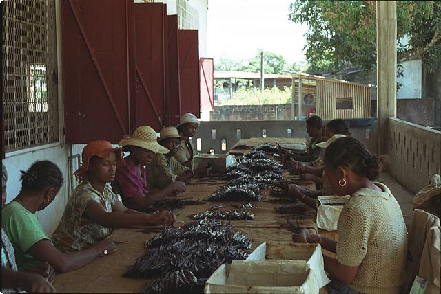 Vanilla is a major export for Madagascar, but competition from other nations is reducing its value on the world market. Here, women grade vanilla beans. Sambava, Madagascar. Author WRI Staff, CC BY 2.0
