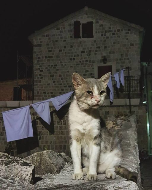 Cat on the street in Kotor