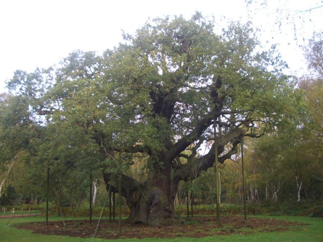 The Major Oak in October 2012. Author:XXLRay CC BY 3.0