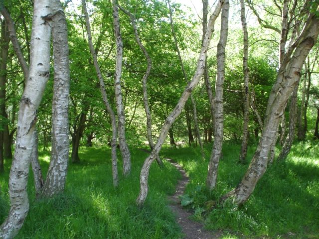 Sherwood Forest Auhtor:ntollervey CC BY-SA 3.0
