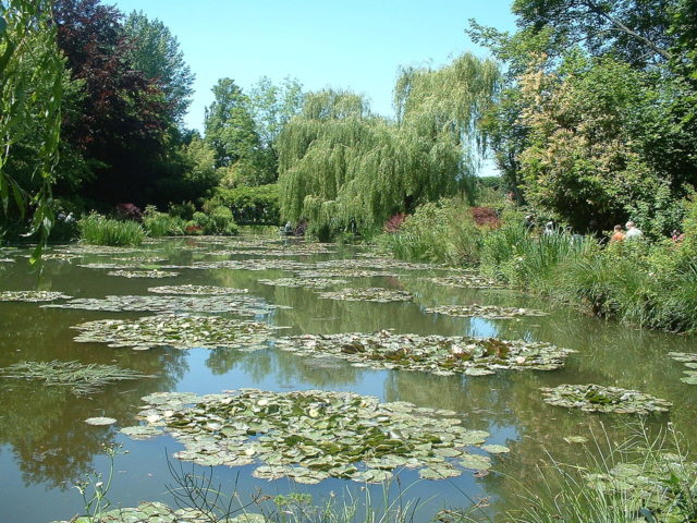 Water lilies in Claude Monet’s garden in Giverny, from which he created his Water Lilies series. Author: Pierre-Étienne Nataf CC BY-SA 3.0