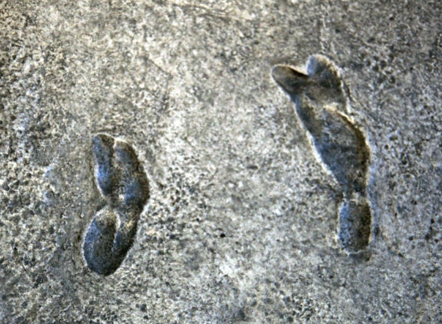 Cast of the “Laetoli footprints” — the earliest known human footprints in the world, on display in the Hall of Human Origins in the Smithsonian Museum of Natural History in Washington, D.C. Photo by Tim Evanson, CC BY-SA 2.0