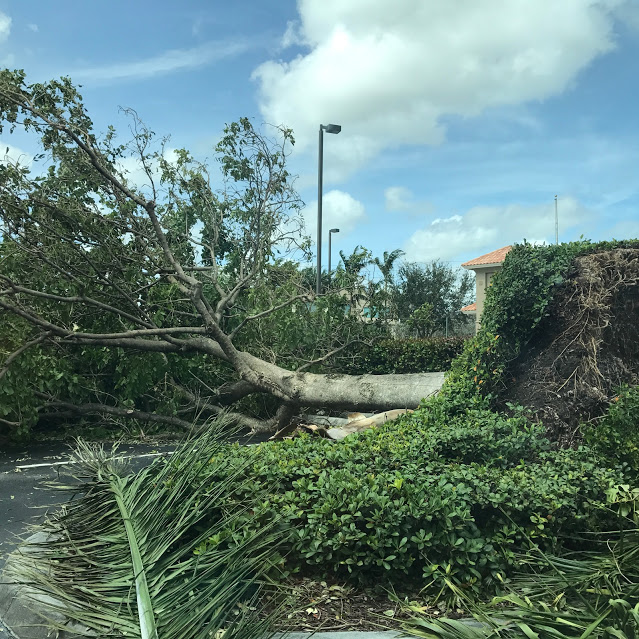 Hurricane Irma damage- A fallen tree in a Boca Raton shopping center. Author Islanders41 CC BY-SA 4.0