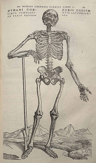 Image from Andreas Vesalius’ De humani corporis fabrica (1543), page 163.