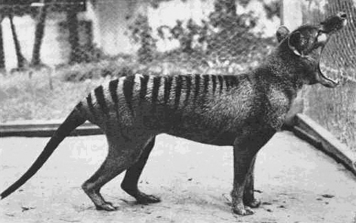 The last known thylacine photographed at Beaumaris Zoo in 1933.