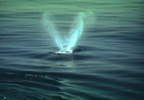 The distinctive V-shaped blow of a North Atlantic right whale, the primary species hunted by the Basques in the Bay of Biscay