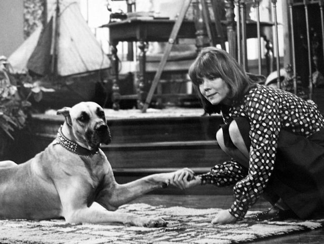 Photo of Diana Rigg as Diana Smythe and her roommate, Gulliver, from the television program Diana.