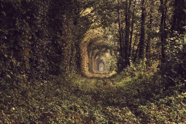 Old forest and railway tunnel of love