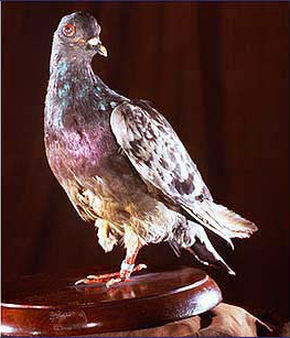 War pigeon Cher Ami