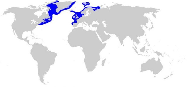 Distribution map for Somniosus microcephalus Author: Chris_huh CC BY-SA 3.0