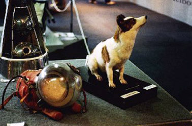 Strelka on tour, in preserved form, in Australia in 1993 Author: Bignoter CC BY-SA 3.0