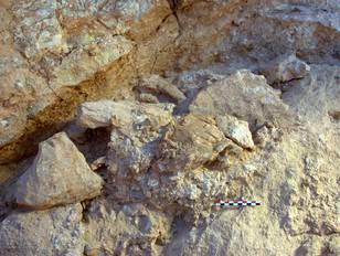 In the center, in a slightly more yellow brown tone, is the crushed top of the skull Irhoud 10, and visible just above this is a partial femur (Irhoud 13) resting against the back wall. Scale in centimetersAuthor Steffen Schatz, MPI EVA Leipzig – lCC BY 4.0