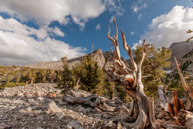 Landscape at Great Basin National Park, Nevada. Horizontal image shows a scenic view of the dry, rugged, desert terrain.