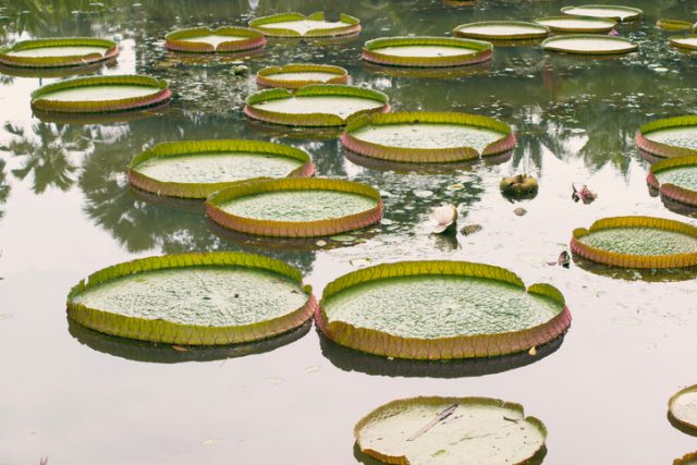 Giant Water Lily plants in pond of Singapore Botanical Garden