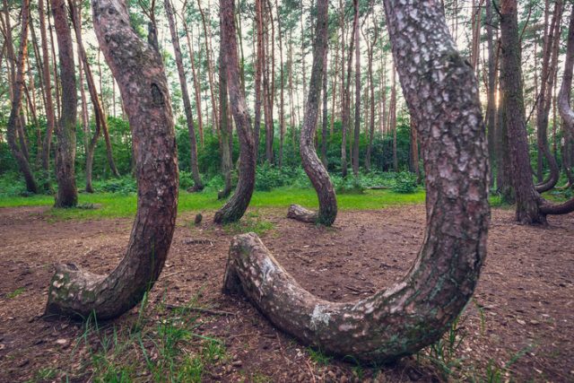 Crooked Forest – famous tourist attraction in Nowe Czarnowo village, Poland