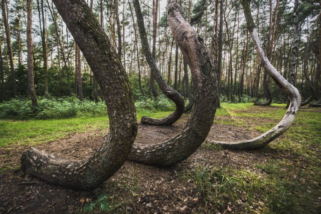 Oddly-shaped trees may have been deformed to create naturally curved timber.