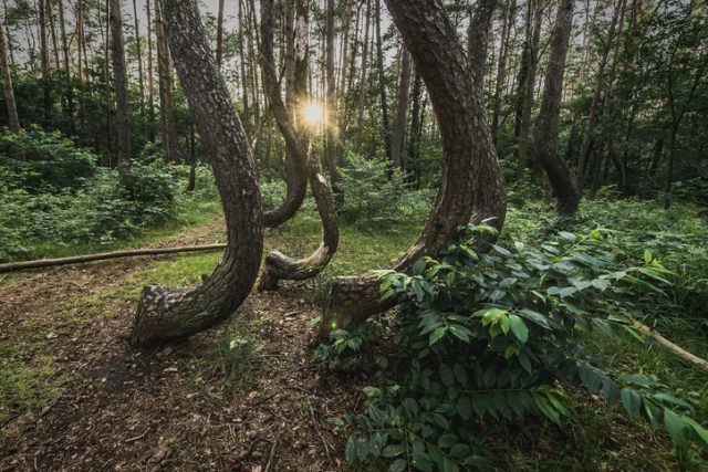 Crooked Forest is one of the major tourist attractions od the region.