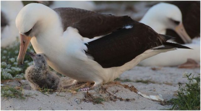 The oldest known bird in the wild, a Laysan albatross named Wisdom