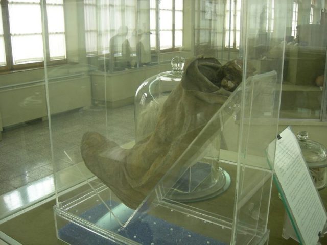 Left shoe and lower leg of Salt Man 1 on display at Iran Bastan Museum. One of the Saltmen found in 1994 in Douzlākh salt mines near Chehrābād, located on the southern part of the Hamzehlu village, on the west side of the city of Zanjan, Zanjan Province in Iran.