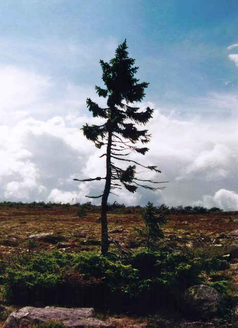 Old Tjikko, the oldest Norwegian spruce in the world. Photo:Karl Brodowsky -CC BY-SA 3.0